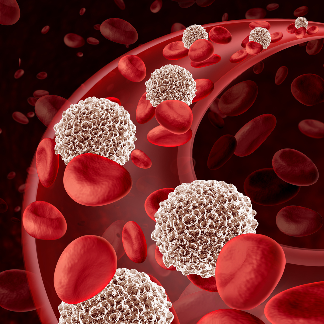 White blood cell circulation flowing through as a microbiology defense symbol of the human immune system fighting off infections defending and protecting the human body from infectious disease as a 3D illustration.