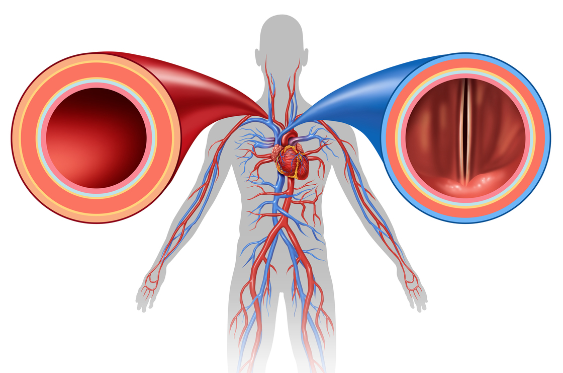 Artery and vein structure as a human circulation concept with blood vessels close up in a 3D illustration style.