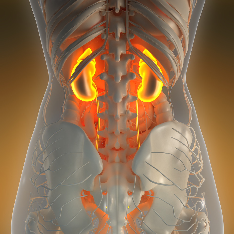 science anatomy of human body in x-ray with glow kidneys